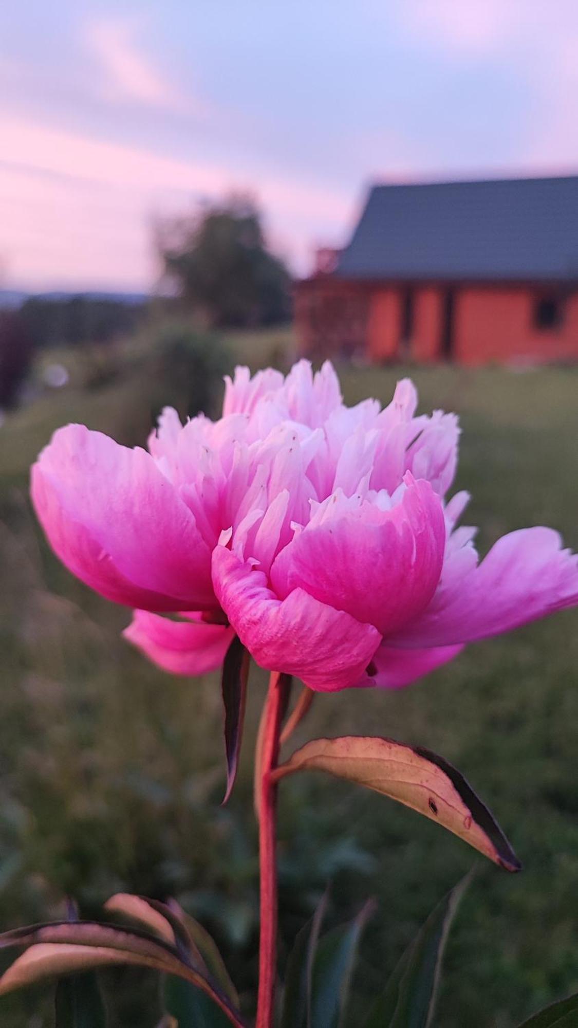Domki Kolorowe Marciszow ภายนอก รูปภาพ